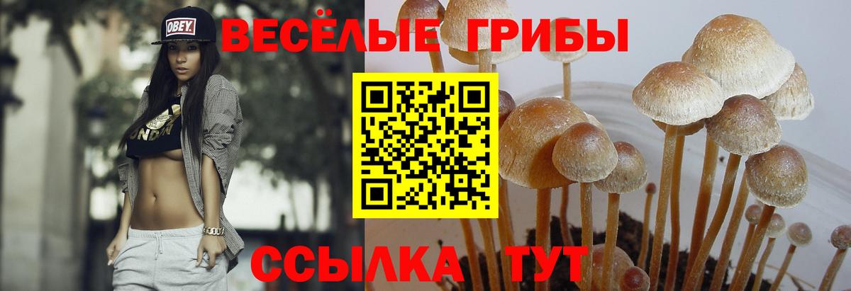 Псилоцибиновые грибы GOLDEN TEACHER  Вход с VPN  Петропавловск-Камчатский 